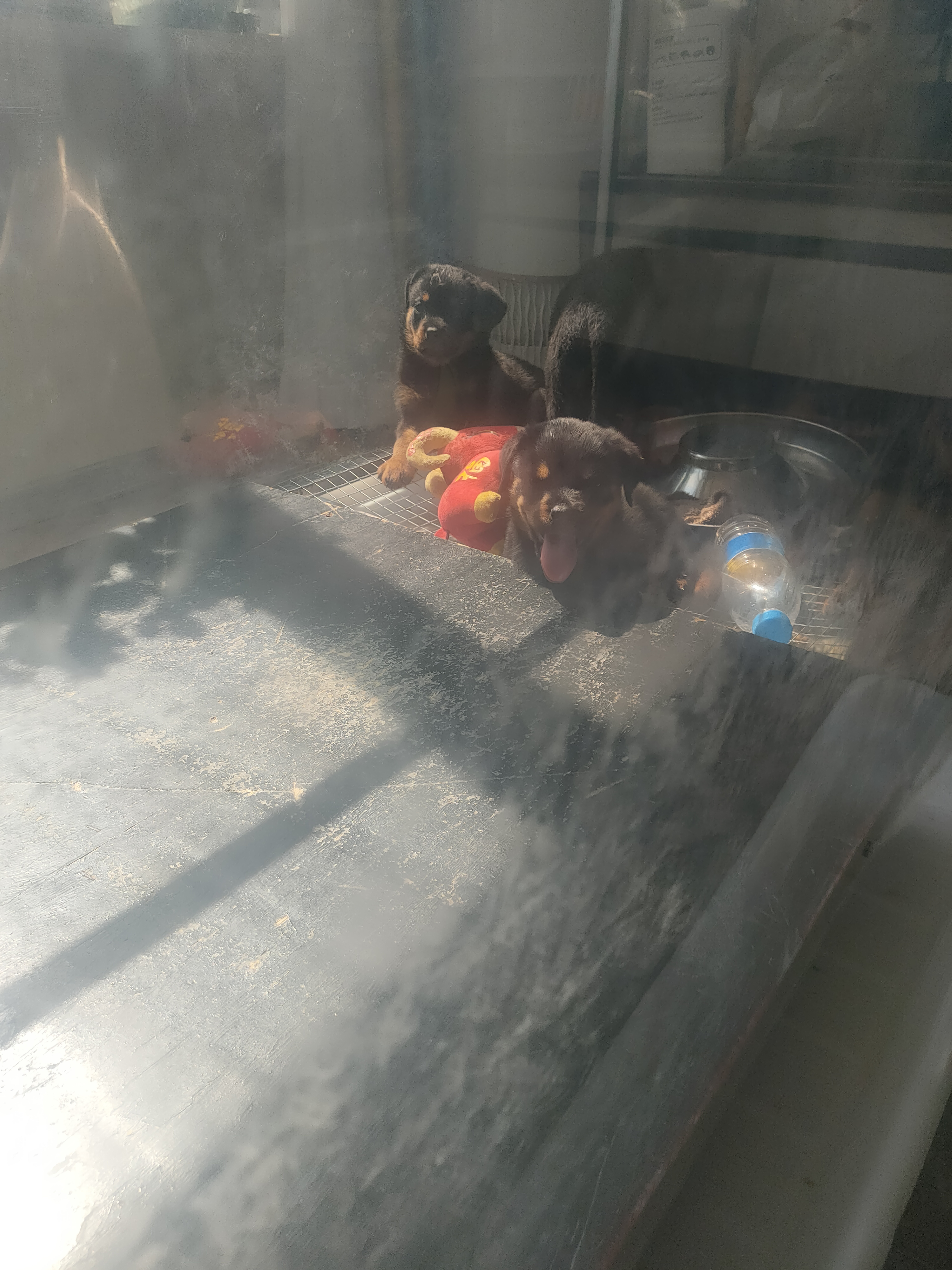 罗威纳幼犬